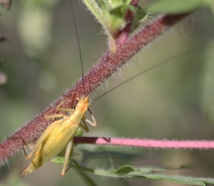 Oecanthus nigricornis