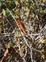 Libellula saturata