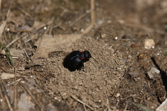 Physomeloe corallifer