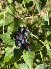 Alcaeorrhynchus