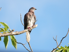 Patagioenas cayennensis
