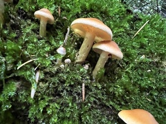 Pyrrhulomyces