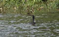 Phalacrocorax fuscicollis