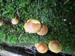 Pyrrhulomyces