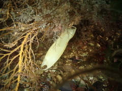 Scyliorhinus canicula