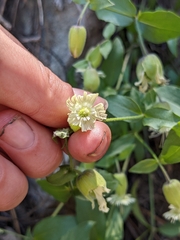 Silene campanulata