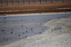 Charadrius alexandrinus