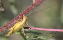 Oecanthus nigricornis