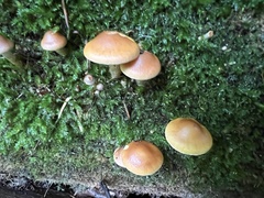 Pyrrhulomyces