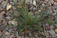 Tragopogon orientalis