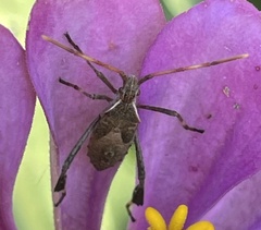 Leptoglossus phyllopus