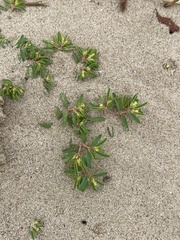 Euphorbia polygonifolia
