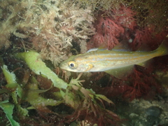 Pollachius pollachius
