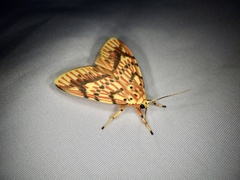 Barsine striata