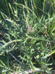 Cirsium palustre
