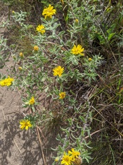 Heterotheca villosa minor