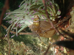 Periclimenes sagittifer