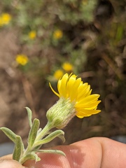 Heterotheca villosa minor