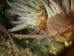 Periclimenes sagittifer