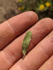Heterotheca villosa minor