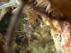 Periclimenes sagittifer