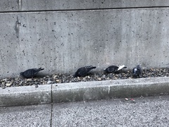 Columba livia domestica