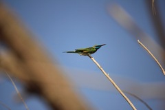 Merops cyanophrys