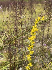 Solidago nemoralis