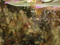 Periclimenes sagittifer