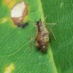 Aphididae