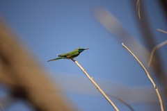 Merops cyanophrys