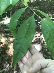 Oxydendrum arboreum