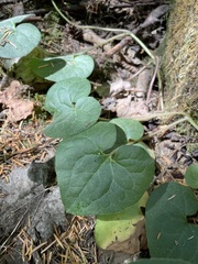 Asarum caudatum