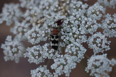 Chlorophorus trifasciatus