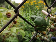 Hyla arborea