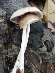 Psathyrella longipes