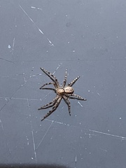 Philodromus aureolus