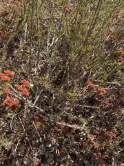 Eriogonum fasciculatum