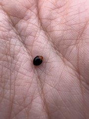 Exochomus nigripennis