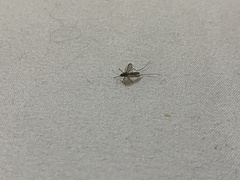 Culicinae