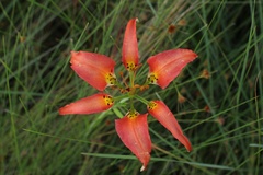Lilium catesbaei