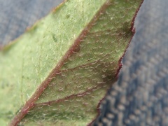 Euphorbia davidii