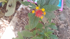 Lantana