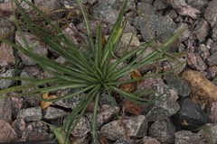 Tragopogon orientalis