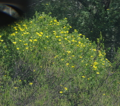 Osteospermum moniliferum
