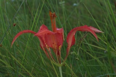 Lilium catesbaei