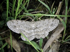 Hypomecis punctinalis conferenda