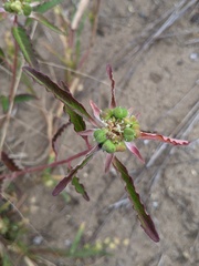 Euphorbia davidii