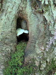 Volvariella bombycina