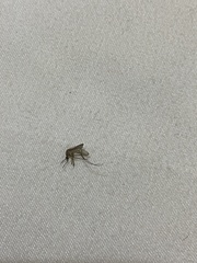 Culicinae